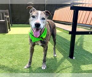 Catahoula Leopard Dog Dogs for adoption in Orange, CA, USA