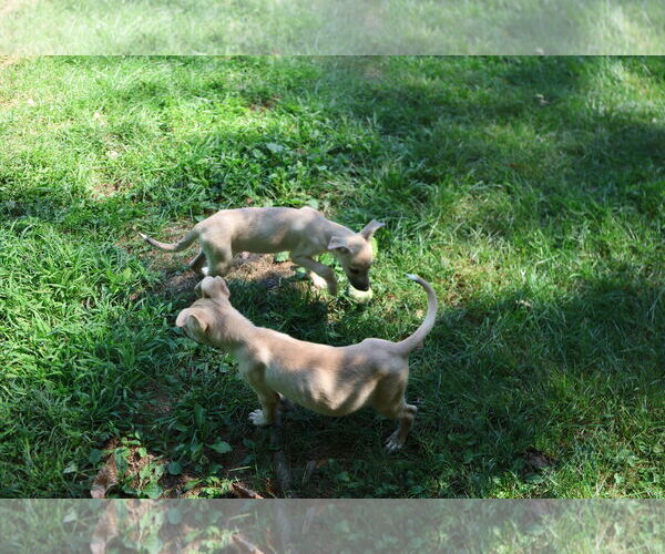 Medium Photo #22 Labrador Retriever-Unknown Mix Puppy For Sale in Sebec, ME, USA