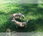 Small #21 Labrador Retriever Mix