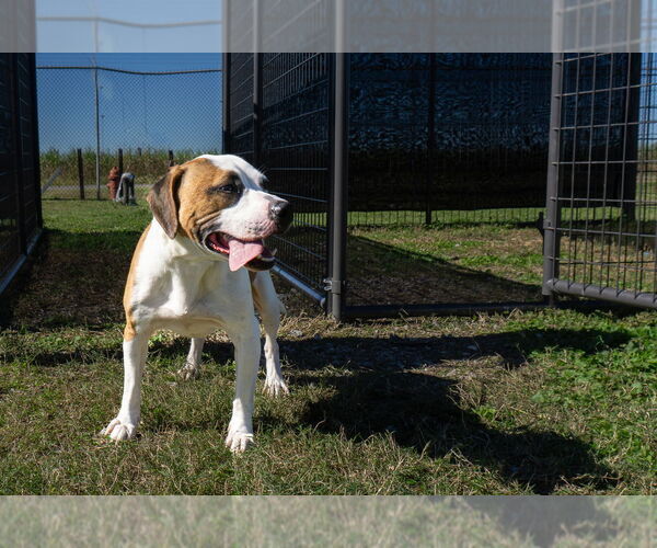 Medium Photo #2 Mutt Puppy For Sale in Abbeville, LA, USA