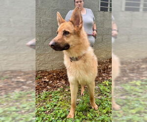German Shepherd Dog-Unknown Mix Dogs for adoption in Frenchburg, KY, USA
