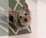 Small #3 Maltese Mix