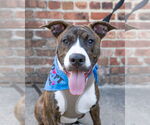 Small #1 American Pit Bull Terrier-Mountain Cur Mix