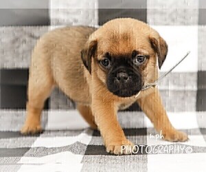 Jug-Pug Mix Puppy for sale in LIBERTY, KY, USA