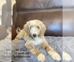 Puppy 7 Goldendoodle (Miniature)