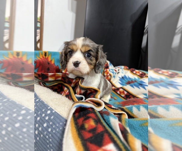 Medium Photo #2 Cavalier King Charles Spaniel Puppy For Sale in DEWITT, MI, USA