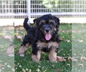 Miniature Bernedoodle-Poodle (Miniature) Mix Puppy for sale in GILBERT, AZ, USA