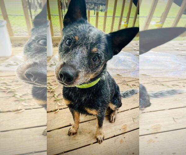 Medium Photo #6 Mutt Puppy For Sale in Garden City, NY, USA