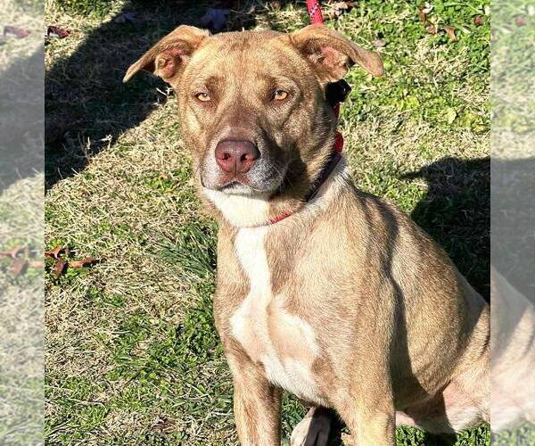 Medium Photo #1 Mutt Puppy For Sale in Martinsburg, WV, USA