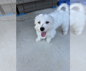 Maltese Puppy for sale in CIBOLO, TX, USA