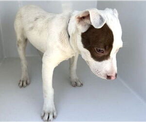 American Pit Bull Terrier-Unknown Mix Dogs for adoption in Houston, TX, USA