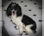 Small Photo #1 Poodle (Toy) Puppy For Sale in CHANUTE, KS, USA