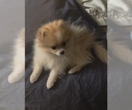 Small #6 Pomeranian