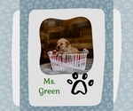 Puppy Ms Green Golden Retriever