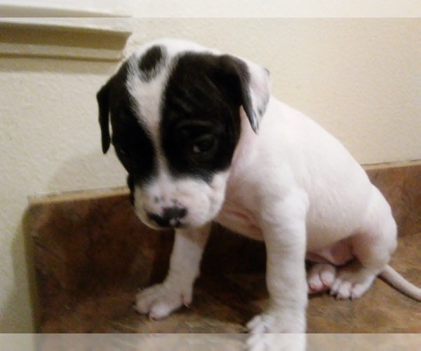 Medium Photo #4 America Bandogge Mastiff Puppy For Sale in MESA, AZ, USA