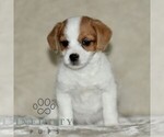 Small #2 Jack Russell Terrier-ShihPoo Mix
