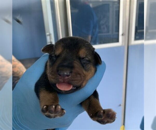 Medium Photo #1 German Shepherd Dog Puppy For Sale in San Bernardino, CA, USA
