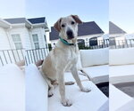Small Labrador Retriever Mix