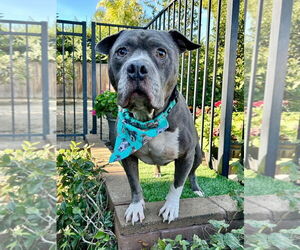 Storm - Male American Pit Bull Terrier-Unknown Mix Dog for Adoption - Photo #8