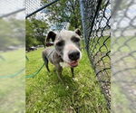 Small #5 American Pit Bull Terrier