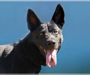 Australian Kelpie-Unknown Mix Dogs for adoption in Anniston, AL, USA