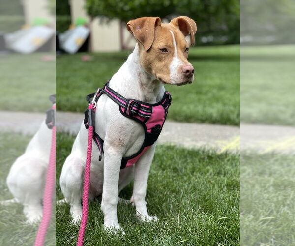 Medium Photo #28 American Pit Bull Terrier-Unknown Mix Puppy For Sale in Brewster, NY, USA