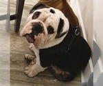 Small Bulldog
