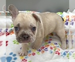 Small Photo #2 French Bulldog Puppy For Sale in MANKATO, MN, USA