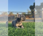 Small #5 French Bulldog