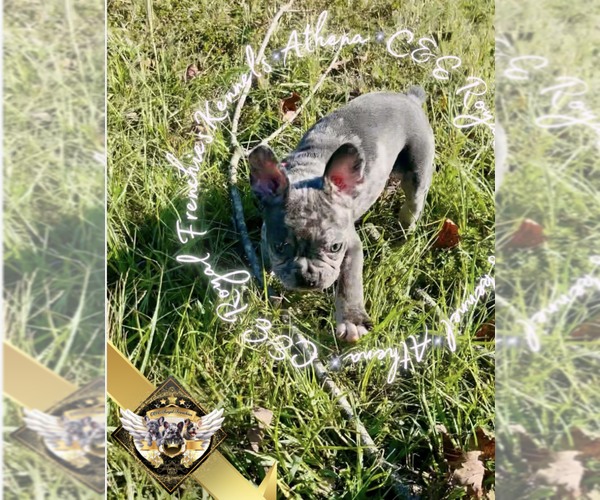 Medium Photo #5 French Bulldog Puppy For Sale in ATHENS, GA, USA