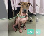 Small Photo #2 Boxer-Unknown Mix Puppy For Sale in Richmond, IN, USA