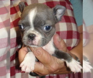 Boston Terrier Puppy for sale in CRKD RVR RNCH, OR, USA
