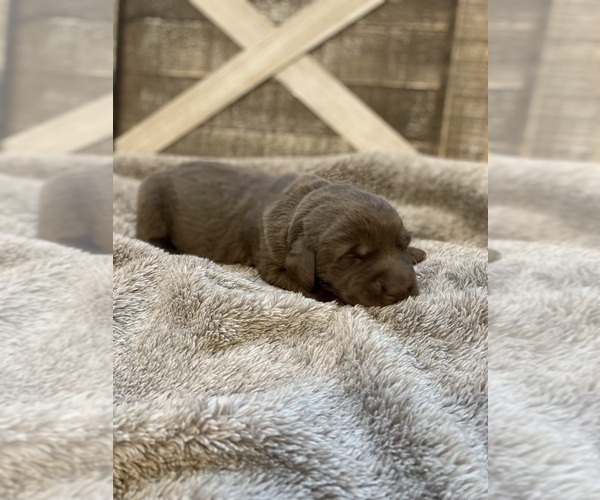 Medium Photo #5 Labrador Retriever Puppy For Sale in CERES, CA, USA