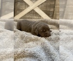 Small Photo #5 Labrador Retriever Puppy For Sale in CERES, CA, USA