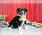 Small #1 Miniature Australian Shepherd