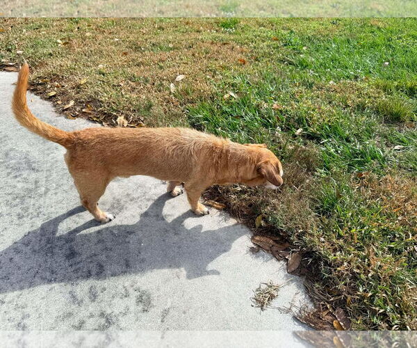 Medium Photo #3 Dachshund-Unknown Mix Puppy For Sale in Palatka, FL, USA