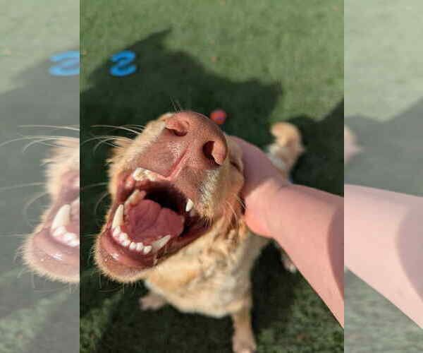 Medium Photo #5 Retriever -Unknown Mix Puppy For Sale in Sandy, UT, USA