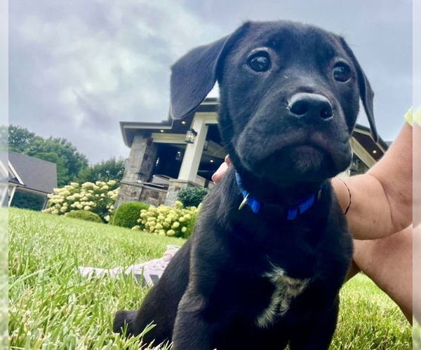 Medium Photo #5 Mutt Puppy For Sale in Mooresville, NC, USA
