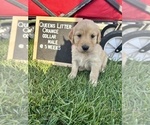 Small Photo #6 Golden Retriever Puppy For Sale in ONTARIO, CA, USA