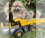 Small #2 Pomeranian