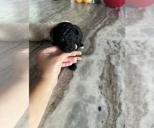Poodle (Toy) Puppy for sale in NEW HAVEN, CT, USA