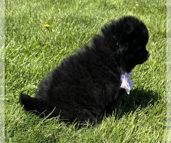 Medium Photo #2 Pomeranian Puppy For Sale in ROCK STREAM, NY, USA