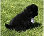 Small #1 Pomeranian