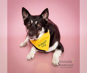 Gerberian Shepsky Dogs for adoption in Corona, CA, USA