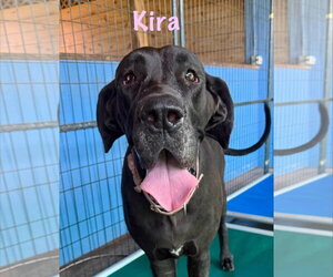 Great Dane Dogs for adoption in Palm Beach, FL, USA