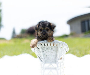 YorkiePoo Puppy for sale in WARSAW, IN, USA
