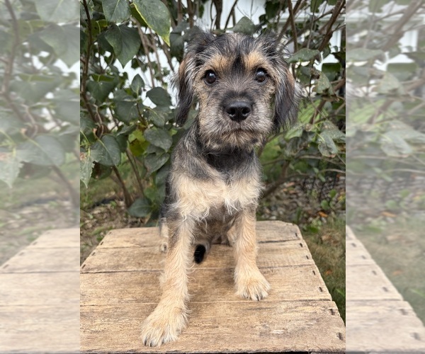 Medium Photo #4 Schnoodle (Miniature) Puppy For Sale in MIDDLEBURY, IN, USA