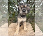 Small #3 Schnoodle (Miniature)