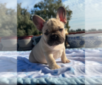 Small #3 French Bulldog