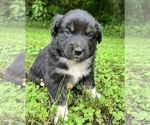 Small #3 Australian Shepherd